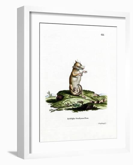 Short-Tailed Opossum-null-Framed Giclee Print