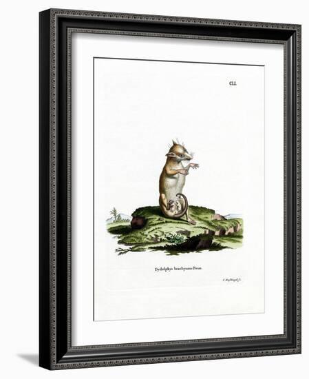 Short-Tailed Opossum-null-Framed Giclee Print