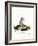 Short-Tailed Opossum-null-Framed Giclee Print