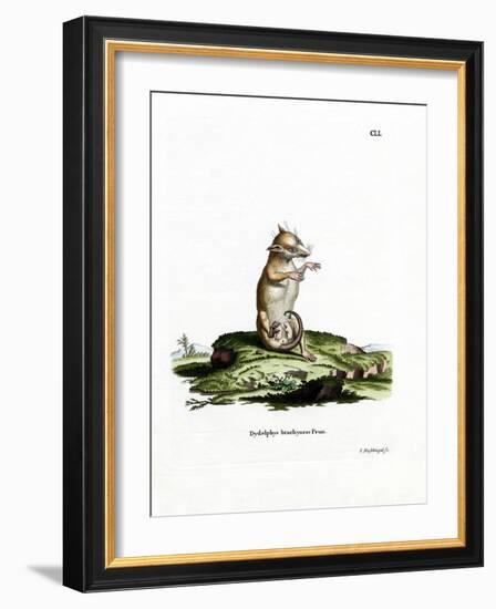 Short-Tailed Opossum-null-Framed Giclee Print