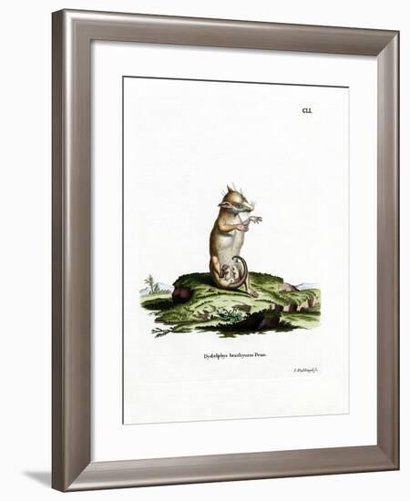 Short-Tailed Opossum-null-Framed Giclee Print