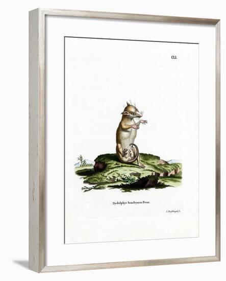 Short-Tailed Opossum-null-Framed Giclee Print