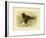 Short-Tailed Petrel, 1891-Gracius Broinowski-Framed Giclee Print