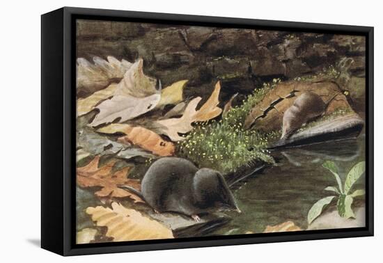 Short Tailed Shrew and Common Shrew-Louis Agassiz Fuertes-Framed Premier Image Canvas