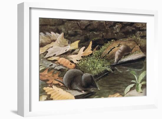 Short Tailed Shrew and Common Shrew-Louis Agassiz Fuertes-Framed Giclee Print