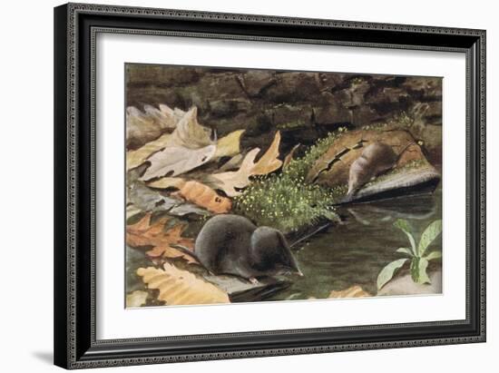 Short Tailed Shrew and Common Shrew-Louis Agassiz Fuertes-Framed Giclee Print