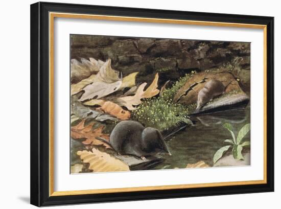 Short Tailed Shrew and Common Shrew-Louis Agassiz Fuertes-Framed Giclee Print