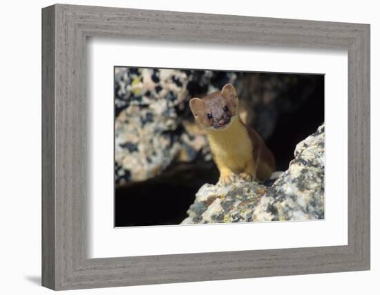 Short-tailed weasel-Ken Archer-Framed Photographic Print