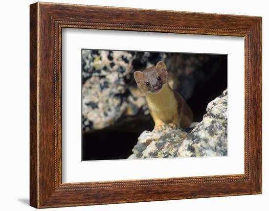 Short-tailed weasel-Ken Archer-Framed Photographic Print