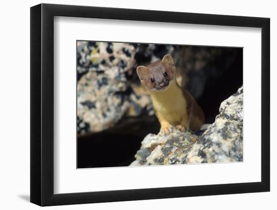 Short-tailed weasel-Ken Archer-Framed Photographic Print