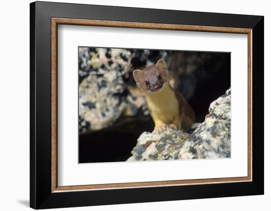 Short-tailed weasel-Ken Archer-Framed Photographic Print