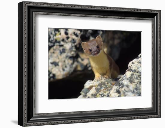 Short-tailed weasel-Ken Archer-Framed Photographic Print