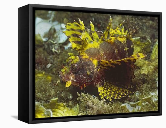 Shortfin Lionfin Yellow Varation-Hal Beral-Framed Premier Image Canvas