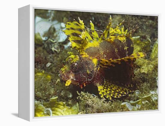 Shortfin Lionfin Yellow Varation-Hal Beral-Framed Premier Image Canvas