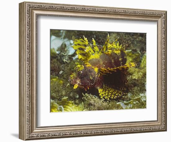 Shortfin Lionfin Yellow Varation-Hal Beral-Framed Photographic Print