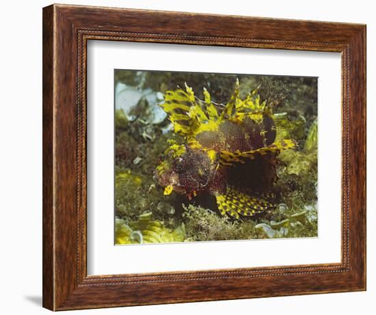 Shortfin Lionfin Yellow Varation-Hal Beral-Framed Photographic Print