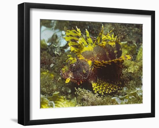 Shortfin Lionfin Yellow Varation-Hal Beral-Framed Photographic Print