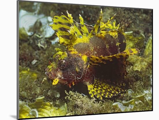 Shortfin Lionfin Yellow Varation-Hal Beral-Mounted Photographic Print