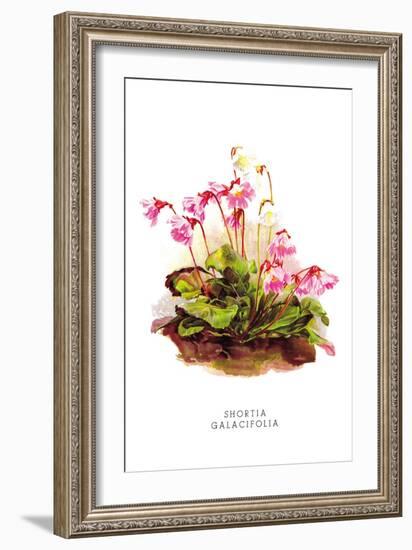 Shortia Galacifolia-H.g. Moon-Framed Art Print