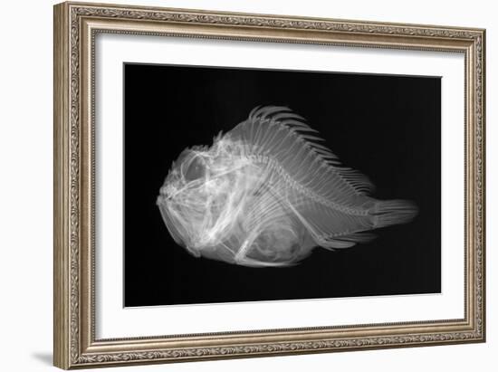 Shortsnout Scorpionfish-Sandra J. Raredon-Framed Art Print