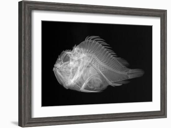 Shortsnout Scorpionfish-Sandra J. Raredon-Framed Art Print