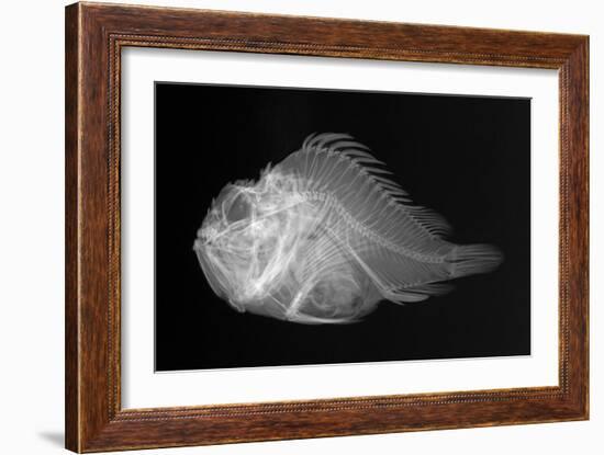 Shortsnout Scorpionfish-Sandra J. Raredon-Framed Art Print