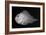 Shortsnout Scorpionfish-Sandra J. Raredon-Framed Art Print