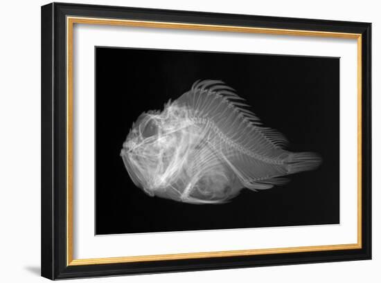 Shortsnout Scorpionfish-Sandra J. Raredon-Framed Art Print