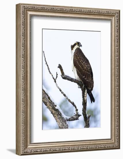 Shoshone National Forest, Wyoming. Osprey Sits on a Branch-Janet Muir-Framed Photographic Print