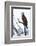 Shoshone National Forest, Wyoming. Osprey Sits on a Branch-Janet Muir-Framed Photographic Print