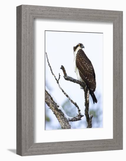 Shoshone National Forest, Wyoming. Osprey Sits on a Branch-Janet Muir-Framed Photographic Print