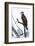 Shoshone National Forest, Wyoming. Osprey Sits on a Branch-Janet Muir-Framed Photographic Print