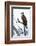 Shoshone National Forest, Wyoming. Osprey Sits on a Branch-Janet Muir-Framed Photographic Print