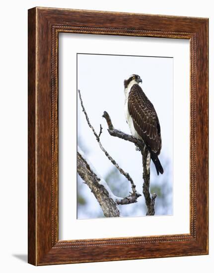 Shoshone National Forest, Wyoming. Osprey Sits on a Branch-Janet Muir-Framed Photographic Print