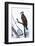 Shoshone National Forest, Wyoming. Osprey Sits on a Branch-Janet Muir-Framed Photographic Print