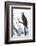 Shoshone National Forest, Wyoming. Osprey Sits on a Branch-Janet Muir-Framed Photographic Print