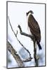 Shoshone National Forest, Wyoming. Osprey Sits on a Branch-Janet Muir-Mounted Photographic Print