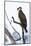 Shoshone National Forest, Wyoming. Osprey Sits on a Branch-Janet Muir-Mounted Photographic Print