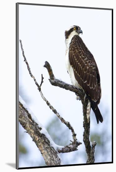 Shoshone National Forest, Wyoming. Osprey Sits on a Branch-Janet Muir-Mounted Photographic Print