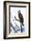 Shoshone National Forest, Wyoming. Osprey Sits on a Branch-Janet Muir-Framed Photographic Print