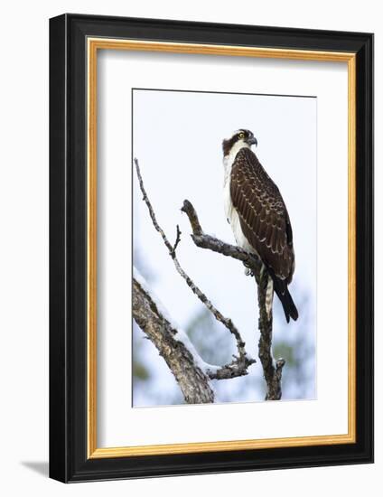 Shoshone National Forest, Wyoming. Osprey Sits on a Branch-Janet Muir-Framed Photographic Print