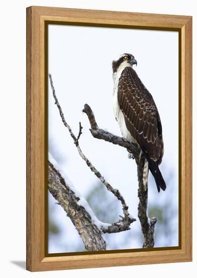 Shoshone National Forest, Wyoming. Osprey Sits on a Branch-Janet Muir-Framed Premier Image Canvas