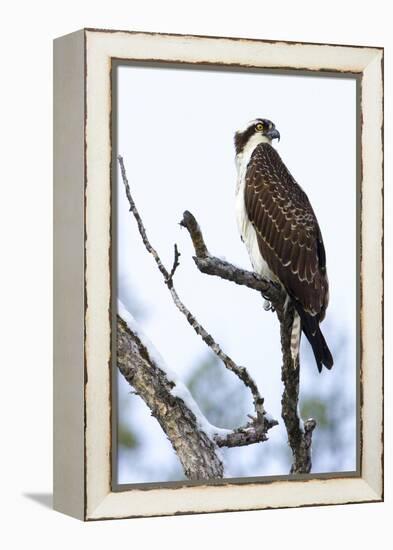 Shoshone National Forest, Wyoming. Osprey Sits on a Branch-Janet Muir-Framed Premier Image Canvas