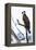 Shoshone National Forest, Wyoming. Osprey Sits on a Branch-Janet Muir-Framed Premier Image Canvas