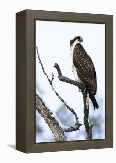 Shoshone National Forest, Wyoming. Osprey Sits on a Branch-Janet Muir-Framed Premier Image Canvas