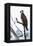 Shoshone National Forest, Wyoming. Osprey Sits on a Branch-Janet Muir-Framed Premier Image Canvas