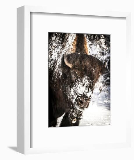 Shoshone National Forest, Wyoming, Usa. Bison with Snow on Face-Janet Muir-Framed Photographic Print