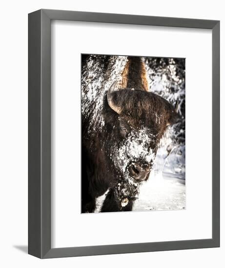 Shoshone National Forest, Wyoming, Usa. Bison with Snow on Face-Janet Muir-Framed Photographic Print