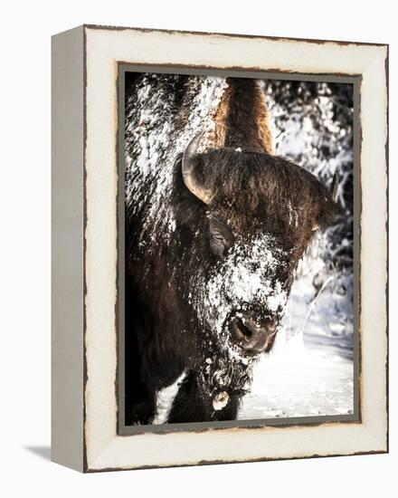 Shoshone National Forest, Wyoming, Usa. Bison with Snow on Face-Janet Muir-Framed Premier Image Canvas