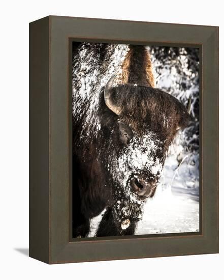 Shoshone National Forest, Wyoming, Usa. Bison with Snow on Face-Janet Muir-Framed Premier Image Canvas